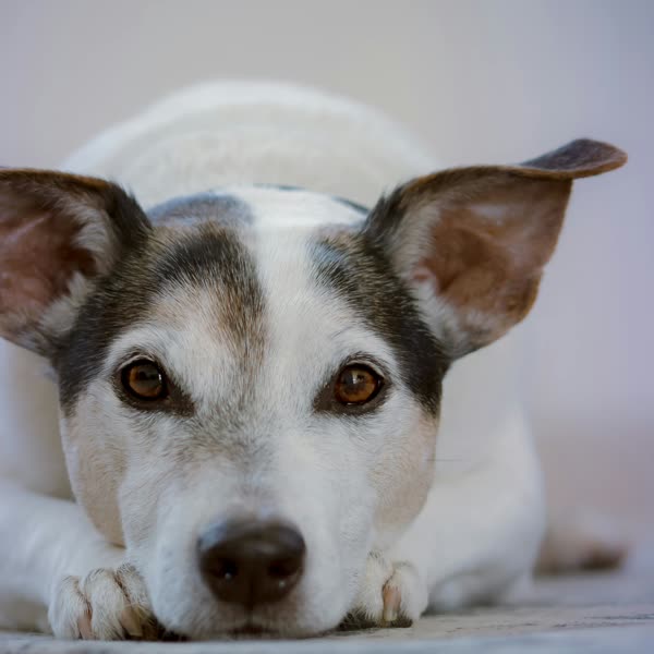 Un chien au regard attentif